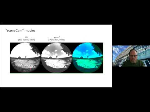 Prof Thomas Euler on "Natural visual stimuli for mice"