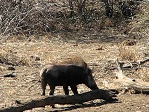 warthog scratch in kruger, south africa