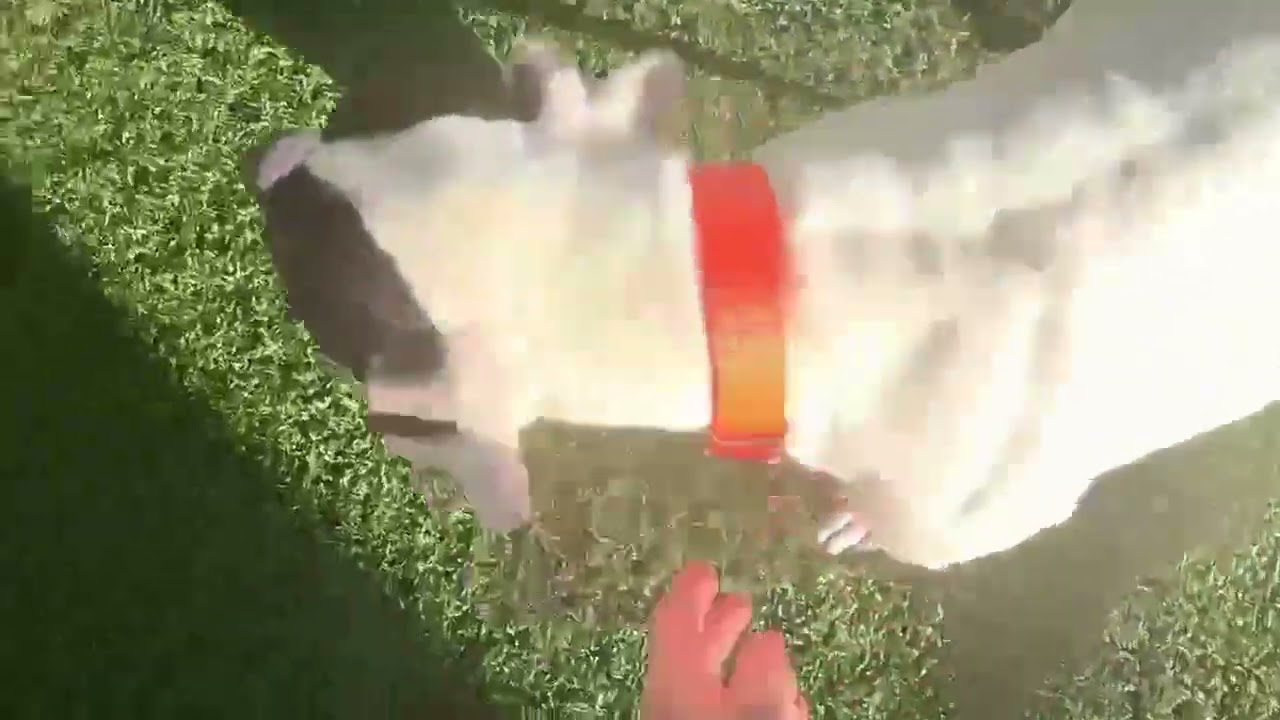 Marshmellow, a Adoptable mixed breed in Hartsville, SC video 5/5