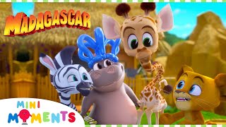 Let's Get This Party Started! 🎉 | Madagascar: A Little Wild | Compilation | Mini Moments