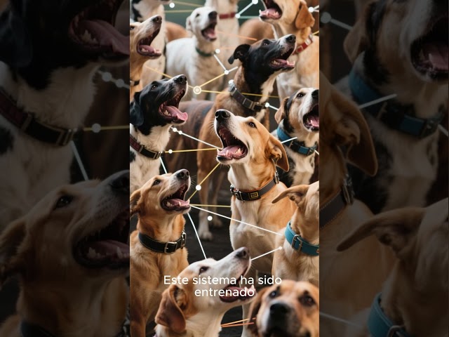 Vídeo relacionado con Collar de Perro Hebilla de cinturón de Seguridad Disney Pixar Luxo Ball Repetir Blanco Amarillo Azul Rojo 30 a 45 cm de Ancho