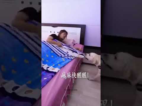 ITs True dog is a nice animal wao amazing