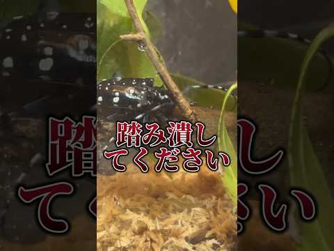 トカゲの特徴 - 種類、生殖、摂食