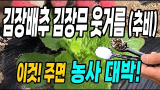 김장배추 김장무 웃거름 이것주면 농사대박! 배추 통 꽉차게 키우는방법!