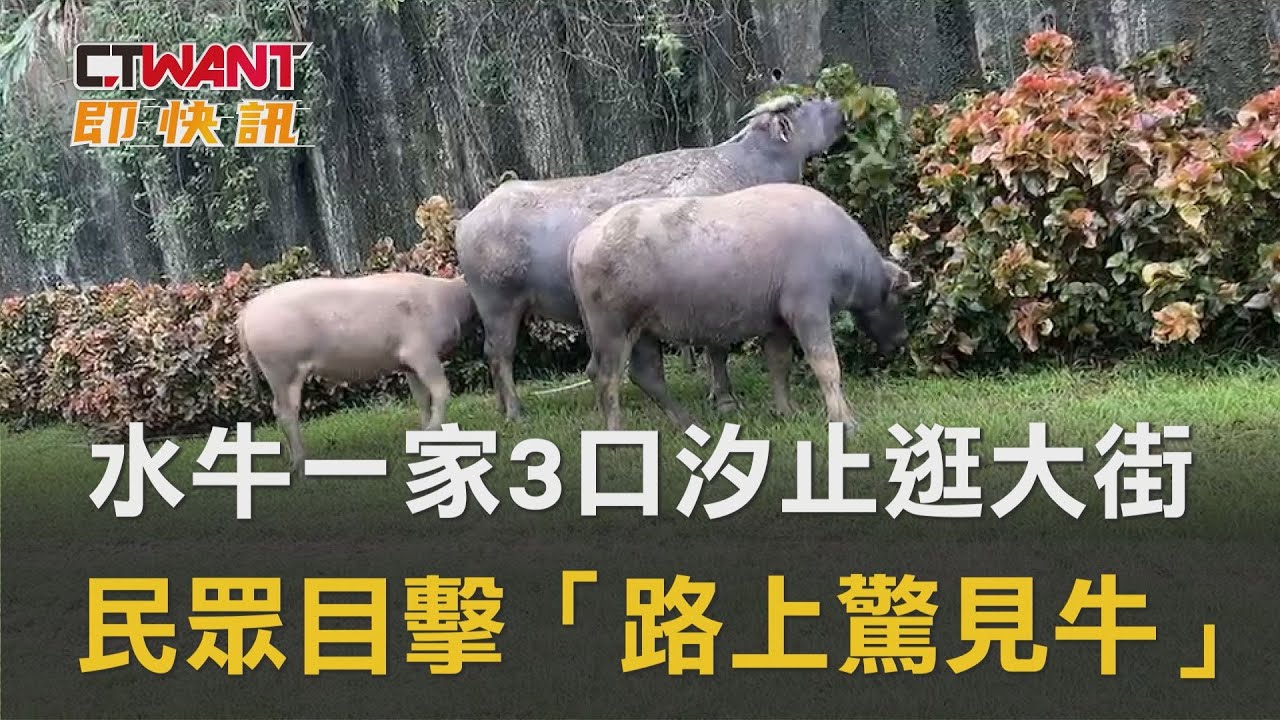 圖說-水牛一家3口汐止逛大街　民眾目擊「路上驚見牛」
