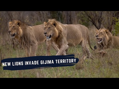 GIJIMA MALES TAKING OVER - KAMBULA MALE HAS DIED - LIONS OF SABI SAND EPISODE 27 - OCTOBER 2025