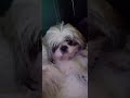 Sheii Christmas 20191210