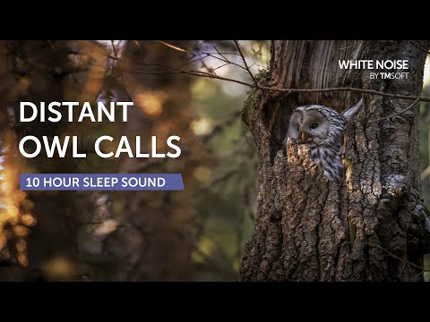 Distant Owl Calls Sleep Sound - 10 Hours - Black Screen