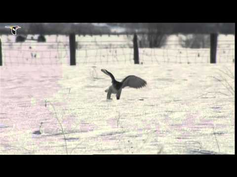 A Gyrfalcon hunting in the snow