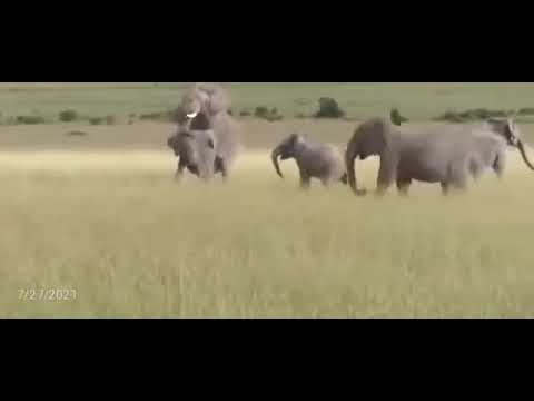 Mating Elephants