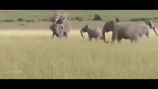 ELEPHANT MATING