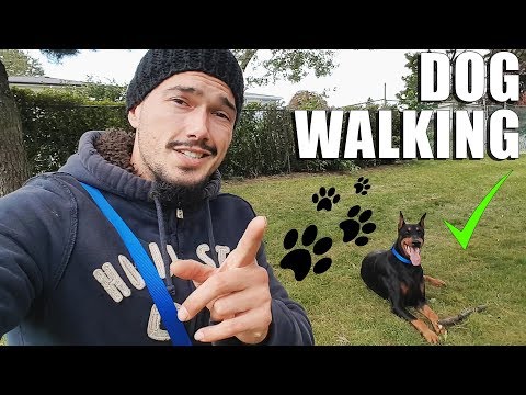 HOW TO Walk A Dog and Train Your Dog to NOT PULL on the Leash 🐾 Video