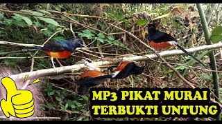 Download lagu Suara Pikat Murai Hutan Liar Jernih mp3 Download lagu Suara Pikat Murai Hutan Liar Jernih mp3