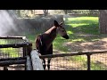 Okapi San Diego Zoo Safari Park