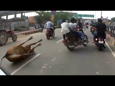 Royal Enfield Crash || INDEPENDENCE DAY RIDE || Super Bikes Ride