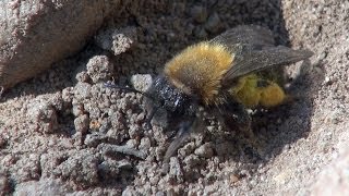 preview picture of video 'Tawney Mining Bees - 2014-03 - tewbirds @ Brandon Marsh'
