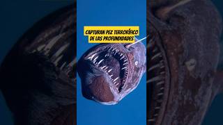 Capturan pez terrorífico de las profundidades #pezdiablo #animal #sorprendente