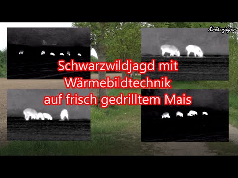 Wild boar hunting with thermal imaging technology on freshly drilled corn