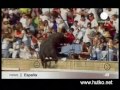Бои быков. Неудачная коррида в Испании - бык прыгнул на зрителей. 