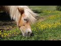 Horse Beach Forest Animal Free HD Videos No Copyright Footage 360p