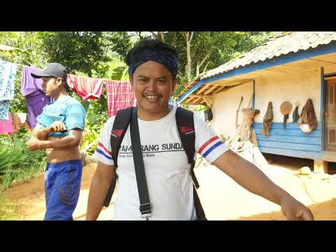 pulang-kampung-bawa-bibit-kadu-musangking