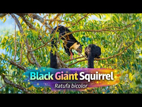 Red fox scratching its ear with hind leg in autumn forest floor covered with fallen leaves wild anim