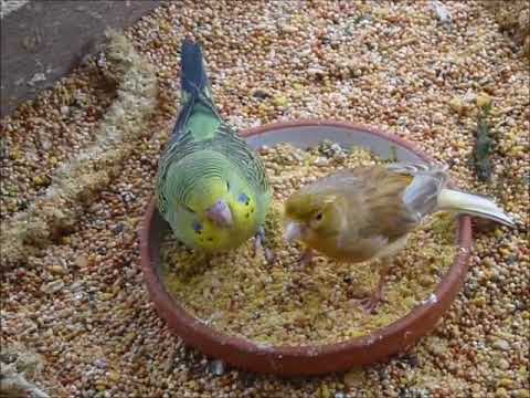 2018 01 27 Der Hansifilm.mp4