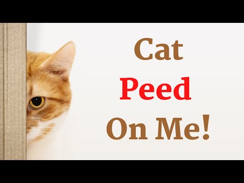 2nd YouTube video about why would a cat pee on you