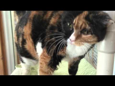 Dutchess, an adopted Domestic Short Hair & Calico Mix in Briarcliff Manor, NY_image-1