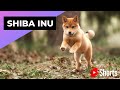 Download Lagu Shiba Inu 🐶 One Of The Most Popular Dog Breeds In The World #shorts Mp3 Free