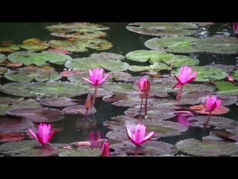 Crying In The Rain (w/LYRICS) by Cotton, Lloyd and Christian (1976)