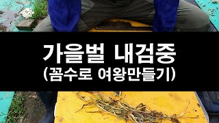 꿀벌관리, 가을벌 내검중, 꼼수로 여왕 만들기
