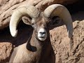 Animals in Arizona-Sonora Desert Museum | West ...