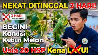 Nekat Ditinggal 3 Hari, Begini Kondisi Kebun Melon Usia 20 HSP Kena Layu!
