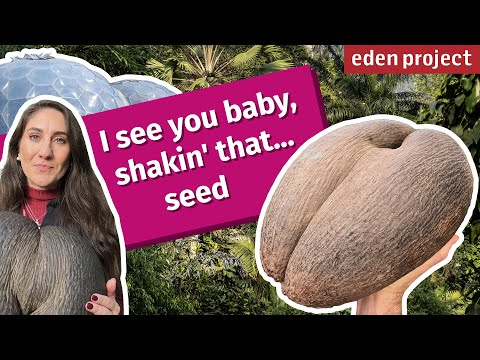 Coco de Mer: The Endangered Double Coconut Seed from Seychelles | Eden Project