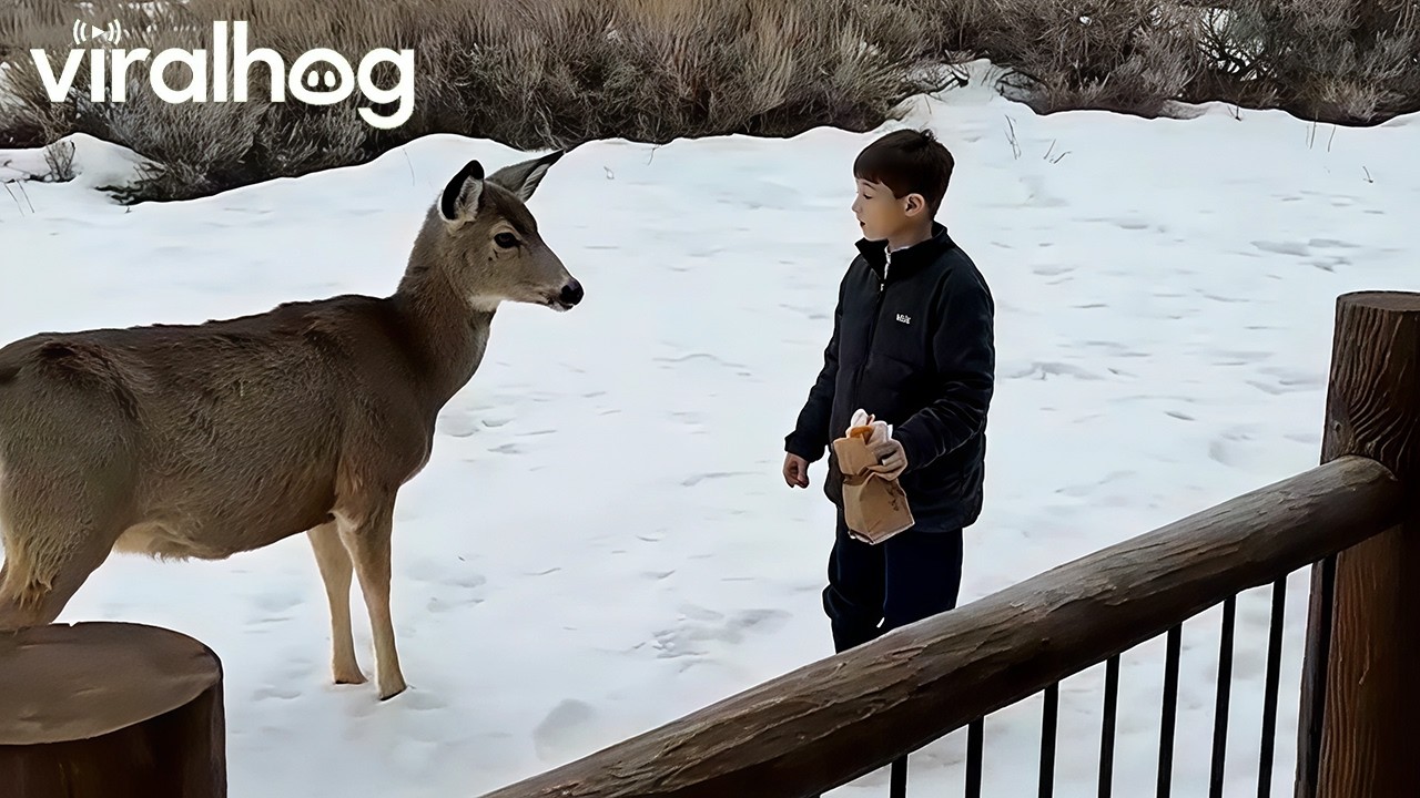 Two Mule Deer Approach a Family and Try to Take Their McGriddle || ViralHog