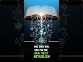 This Book Will Give You The Heal Thest Metabolism