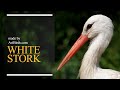 White Stork [Ciconia Ciconia]