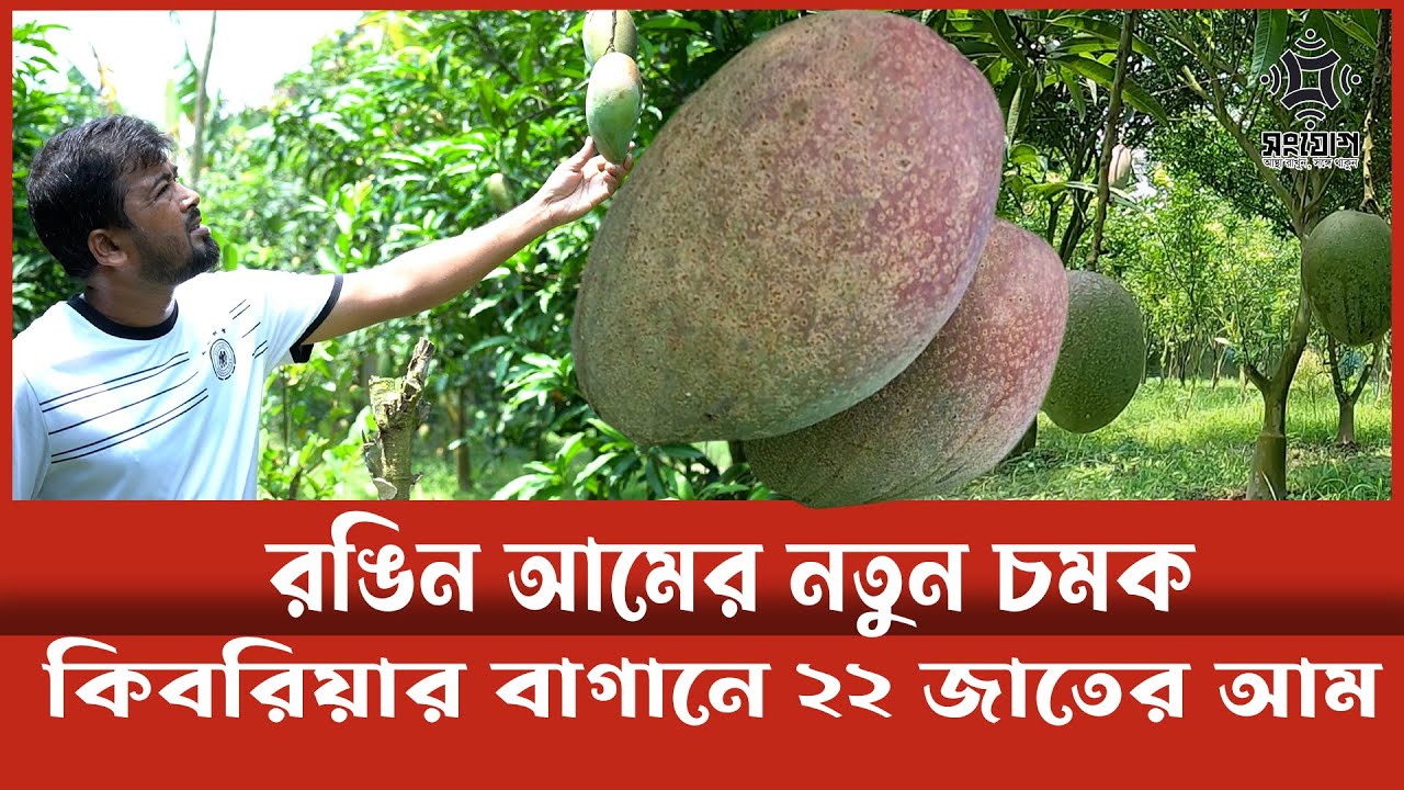 কিবরিয়ার নতুন চমক রঙিন আম