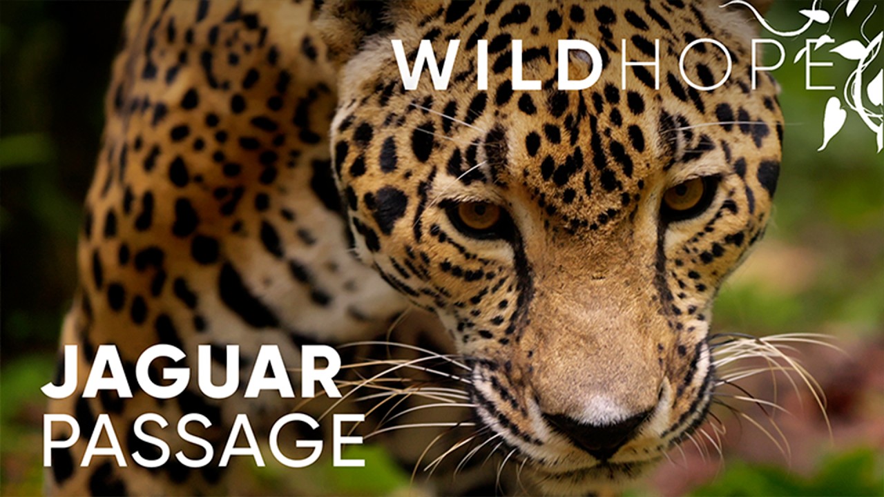 Protecting Jaguars in Belize's Maya Forest Corridor | WILD HOPE