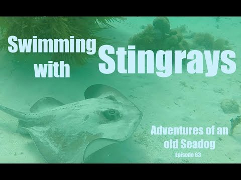 Swimming with Stingrays  Adventures of an old Seadog, epi63