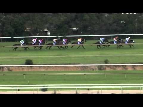2004 Rosehill Guineas- Niello