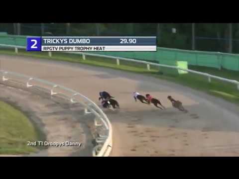 2019 RPGTV PUPPY TROPHY - HEAT 3 - T2 TRICKYS DUMBO