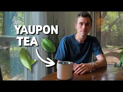 How to Harvest & Brew Yaupon Tea (The Only Caffeinated Plant Native to North America)