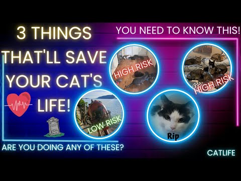 The 3 Best Tips for Keeping Your Cat Happy and Healthy