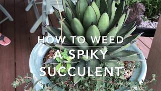 How to Weed and Clean Spiky Succulents