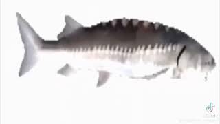 [問卦] 據說旋轉魚魚是現在最Hito的歌，有八卦嗎