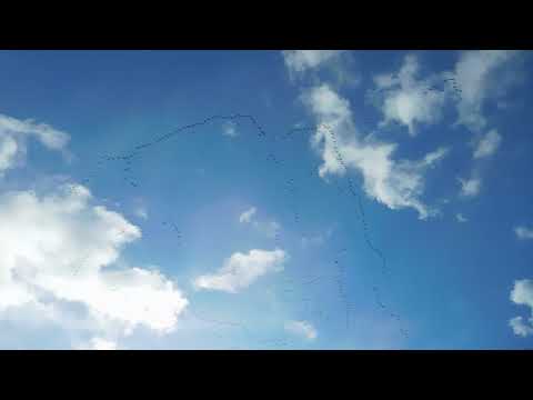 EVER SO GOOSEY 🍁✈