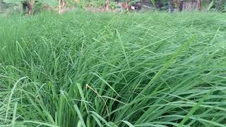 preview picture of video '100% organic  paddy field in Madurai, Tamilnadu'