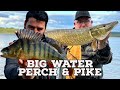 Big Water Perch & Pike | Dropshotting for Big Perch | Lure fishing for Pike